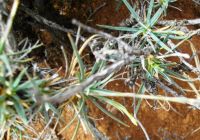 Dianthus  micropetalus