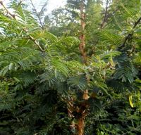 Vachellia sieberiana var. woodii showing bark and green pods