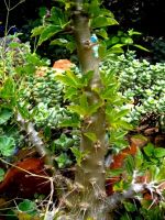 Pachypodium saundersii leaves