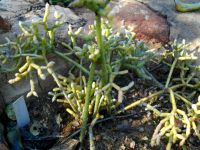 Rhipsalis baccifera, the mistletoe cactus