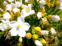 Orphium frutescens, white-flowered