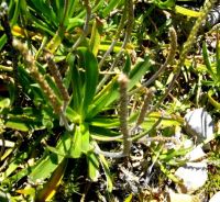 Plantago crassifolia var. crassifolia erect inflorescences