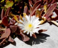 Delosperma litorale flower