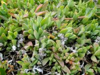 Delosperma litorale in the growing season