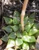 Haworthia emelyae var. multifolia