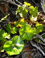 Pelargonium peltatum leaves