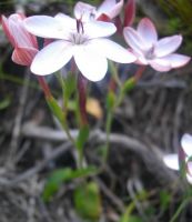 Geissorhiza ovata flowers