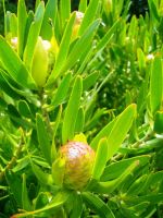Leucadendron laureolum