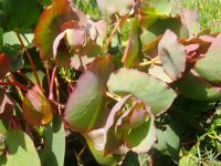 Protea cordata leaves