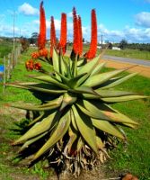 Aloe ferox by the roadside