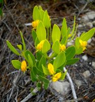 Rafnia capensis subsp. pedicellata flowers