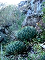 Aloe polyphylla in Lesotho