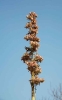 Kalanchoe thyrsiflora flower