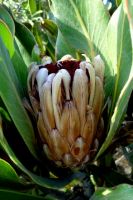 Protea lorifolia