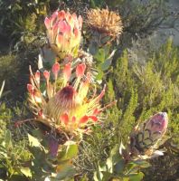 Protea eximia in flower