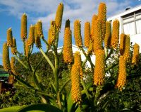 Aloe thraskii buds