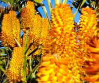 Aloe thraskii flowers