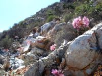 Brunsvigia herrei on a rocky Richtersveld slope