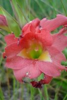 Gladiolus rehmannii flower
