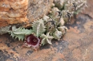 Huernia transvaalensis in the Rhenosterspruit Conservancy