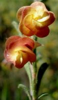 Hermannia flammula flowers