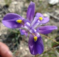 Moraea polystachya flower