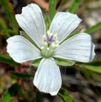 Monsonia burkeana flower