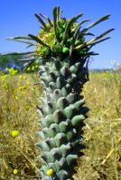 Euphorbia clandestina