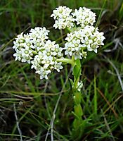 Crassula alba var. alba white flowers and green stems