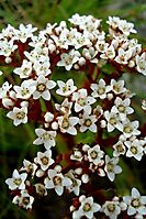 Crassula alba var. alba white flowers and red stems