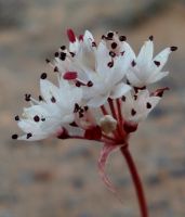 Strumaria bidentata older flowers