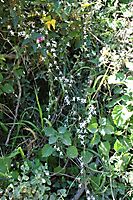 Cyphia sylvatica var. sylvatica flowering in dense vegetation