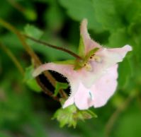 Diascia cordata flower from yet another angle