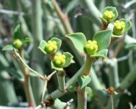 Euphorbia gariepina subsp. gariepina