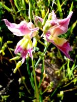 Gladiolus venustus inflorescence