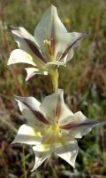 Gladiolus tristis flowers