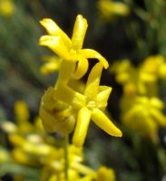 Lasiosiphon polycephalus flowers