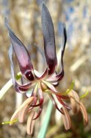 Ornithoglossum vulgare flower