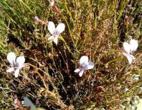 Pelargonium myrrhifolium var. myrrhifolium