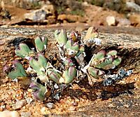 Conophytum frutescens
