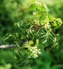 Clausena anisata flowering