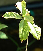 Combretum bracteosum leaves