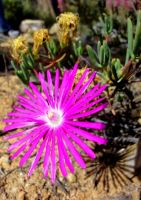 Lampranthus coralliflorus flower, shadow and faded petals