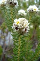 Phylica imberbis var. eriophoros flowerheads