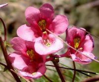 Diascia anastrepta flowers
