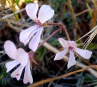 Pelargonium alchemilloides whitish flowers