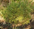 Dodonaea viscosa var. angustifolia young shrub