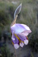 Gladiolus patersoniae