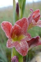 Gladiolus rehmannii flower