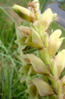 Gladiolus sericeovillosus subsp. sericeovillosus